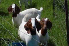 Kalopi Ranch Boer goats