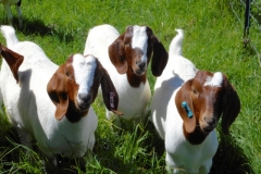 Traditional Boer goats at Kalopi ranch