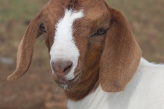 A Kalopi Ranch Boer goat kid