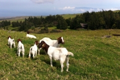 At Kalopi Ranch