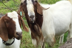 Buck and doe at Kalopi Ranch