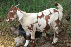 Boer goats can be speckled