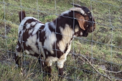 Speckled Boer goat at Kalopi Ranch