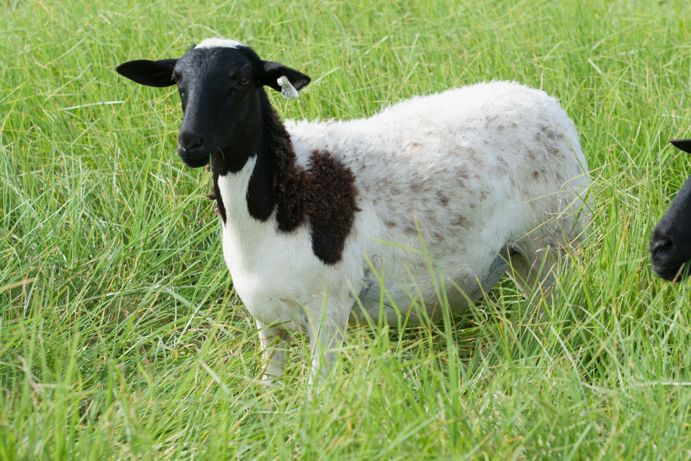8 month old ewe lamb