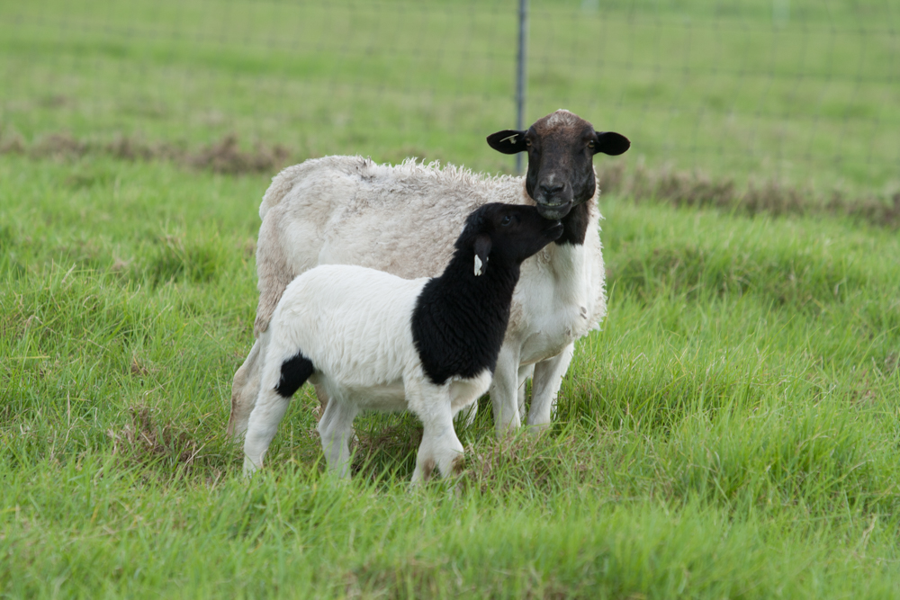 Aged ewes still raise great lambs, this is one of her twins.