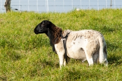 Thick meaty ram is typical of the Dorper breed