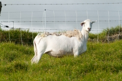 A crossbred dorper ewe can be all white, mostly black, or speckled.