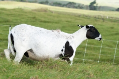 Clean shedding is an excellent goal, dorpers come in various grades, some shed well, others not so much.