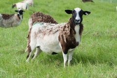 An example of 1/2 dorper breeding